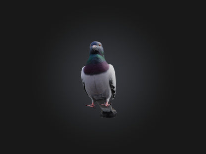 Pigeon Animated and Rigged Model 3D model animated