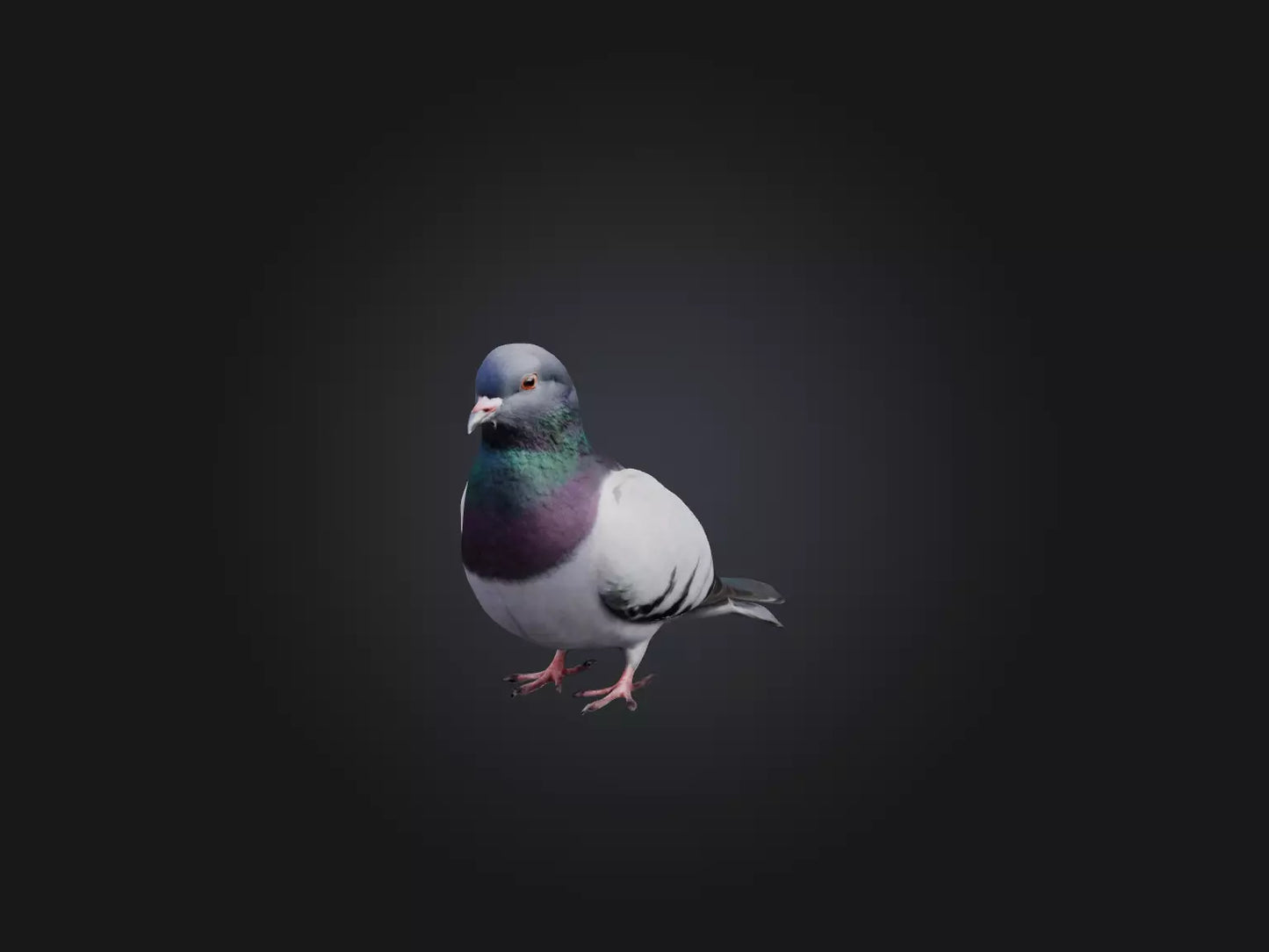 Pigeon Animated and Rigged Model 3D model animated