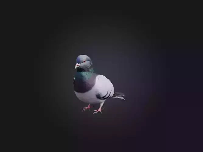 Pigeon Animated and Rigged Model 3D model animated