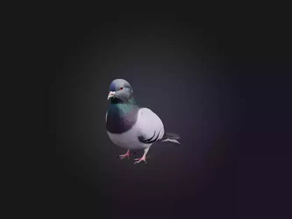 Pigeon Animated and Rigged Model 3D model animated
