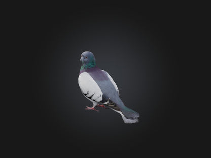 Pigeon Animated and Rigged Model 3D model animated