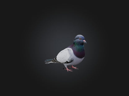 Pigeon Animated and Rigged Model 3D model animated