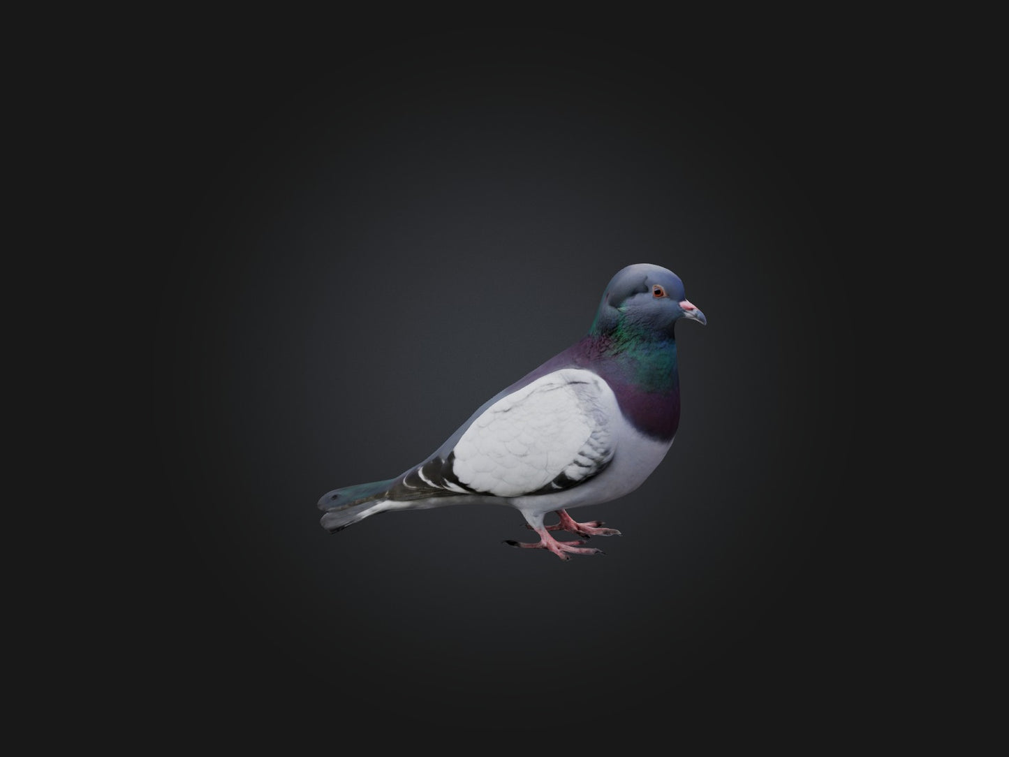 Pigeon Animated and Rigged Model 3D model animated