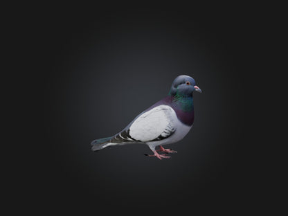 Pigeon Animated and Rigged Model 3D model animated