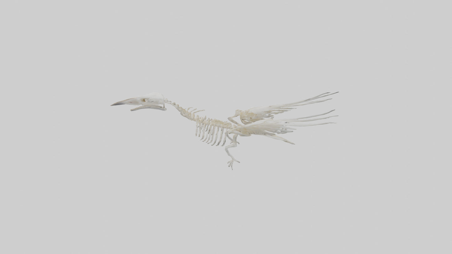 3D model Pigeon Skeleton model VR / AR / low-poly