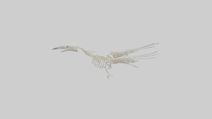 3D model Pigeon Skeleton model VR / AR / low-poly