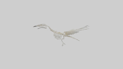 3D model Pigeon Skeleton model VR / AR / low-poly