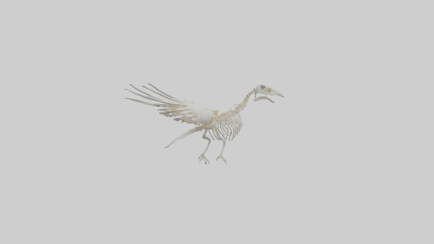 3D model Pigeon Skeleton model VR / AR / low-poly