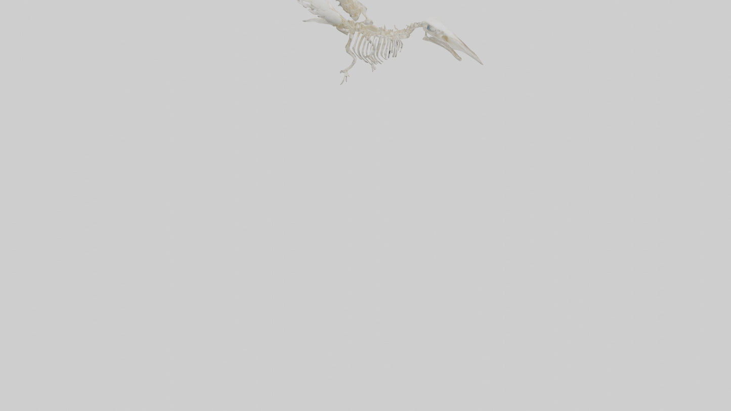 3D model Pigeon Skeleton model VR / AR / low-poly
