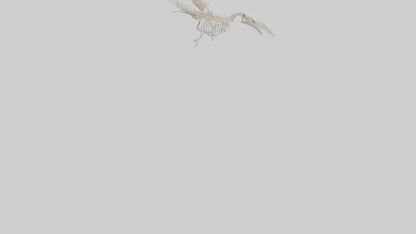 3D model Pigeon Skeleton model VR / AR / low-poly