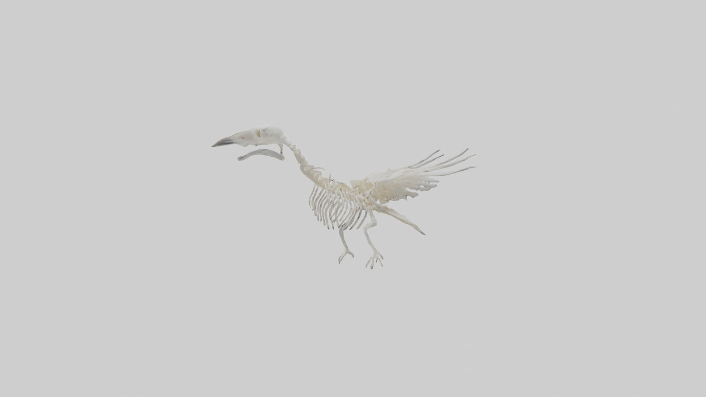 3D model Pigeon Skeleton model VR / AR / low-poly