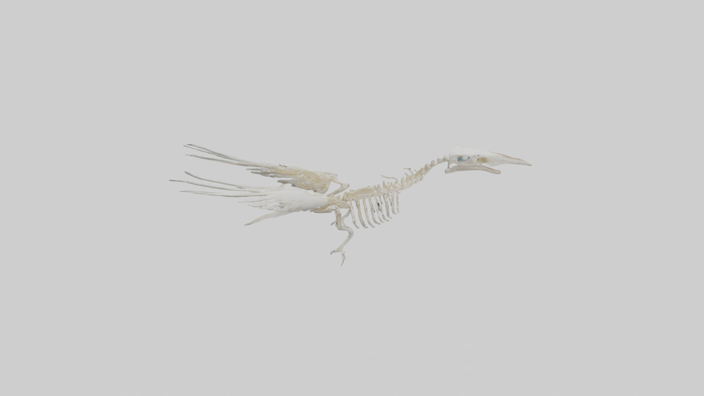 3D model Pigeon Skeleton model VR / AR / low-poly