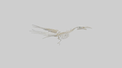 3D model Pigeon Skeleton model VR / AR / low-poly