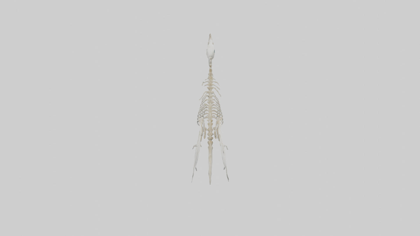 3D model Pigeon Skeleton model VR / AR / low-poly
