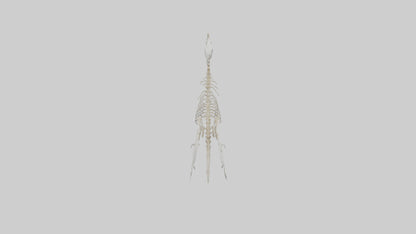3D model Pigeon Skeleton model VR / AR / low-poly