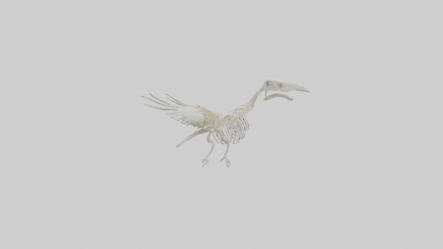3D model Pigeon Skeleton model VR / AR / low-poly