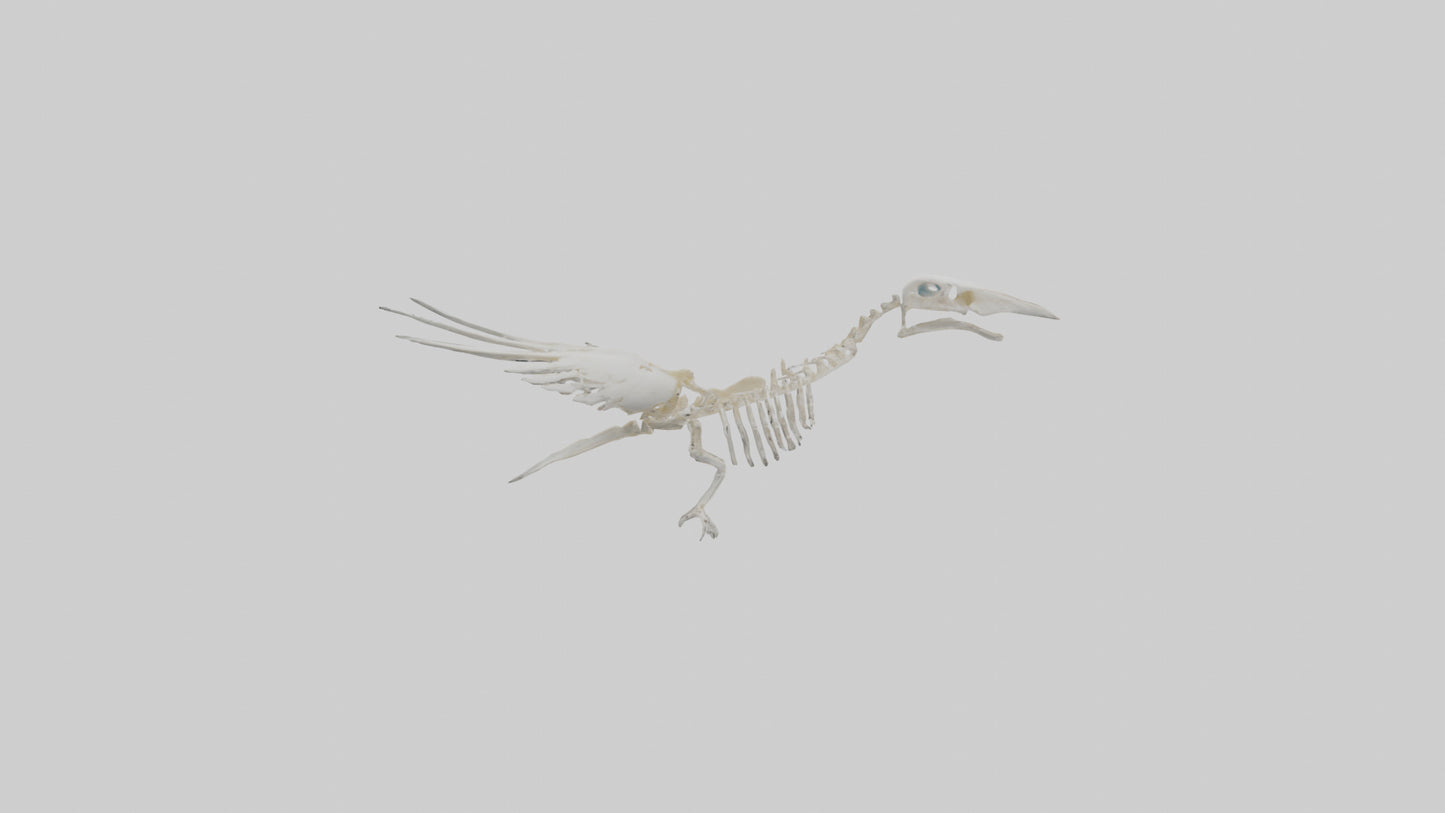 3D model Pigeon Skeleton model VR / AR / low-poly