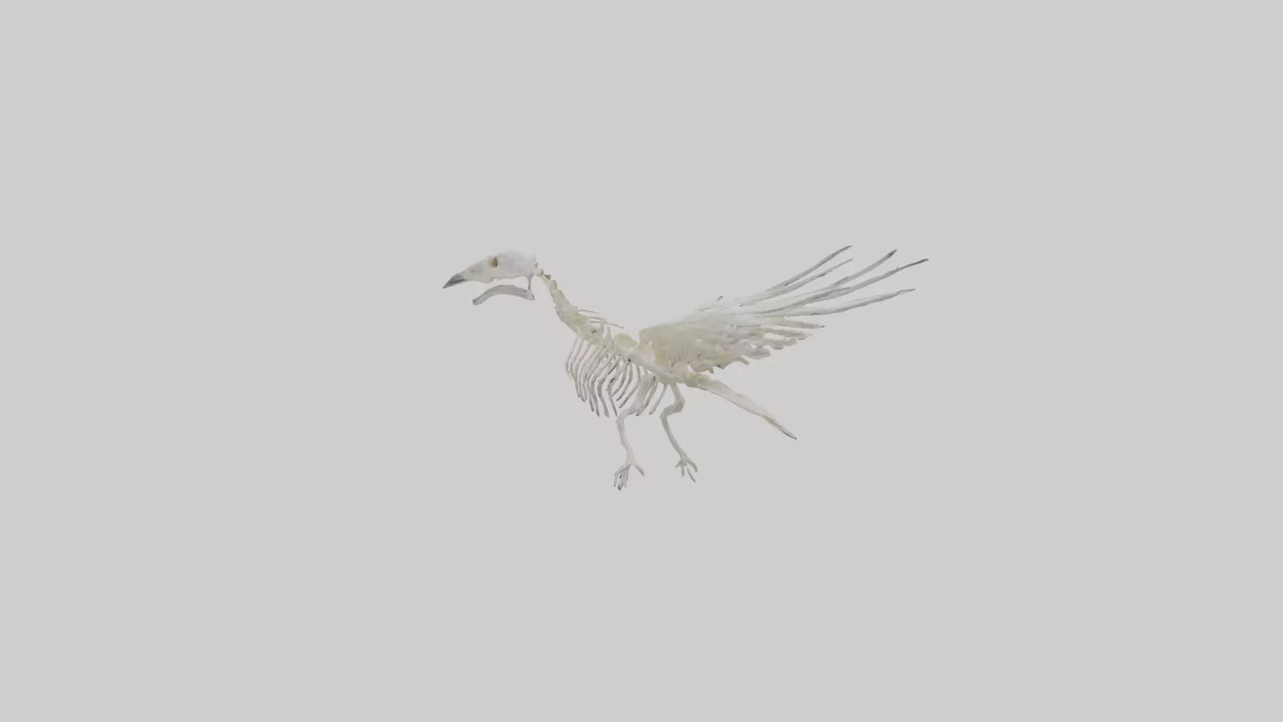 3D model Pigeon Skeleton model VR / AR / low-poly