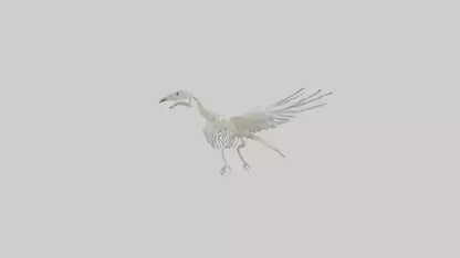 3D model Pigeon Skeleton model VR / AR / low-poly