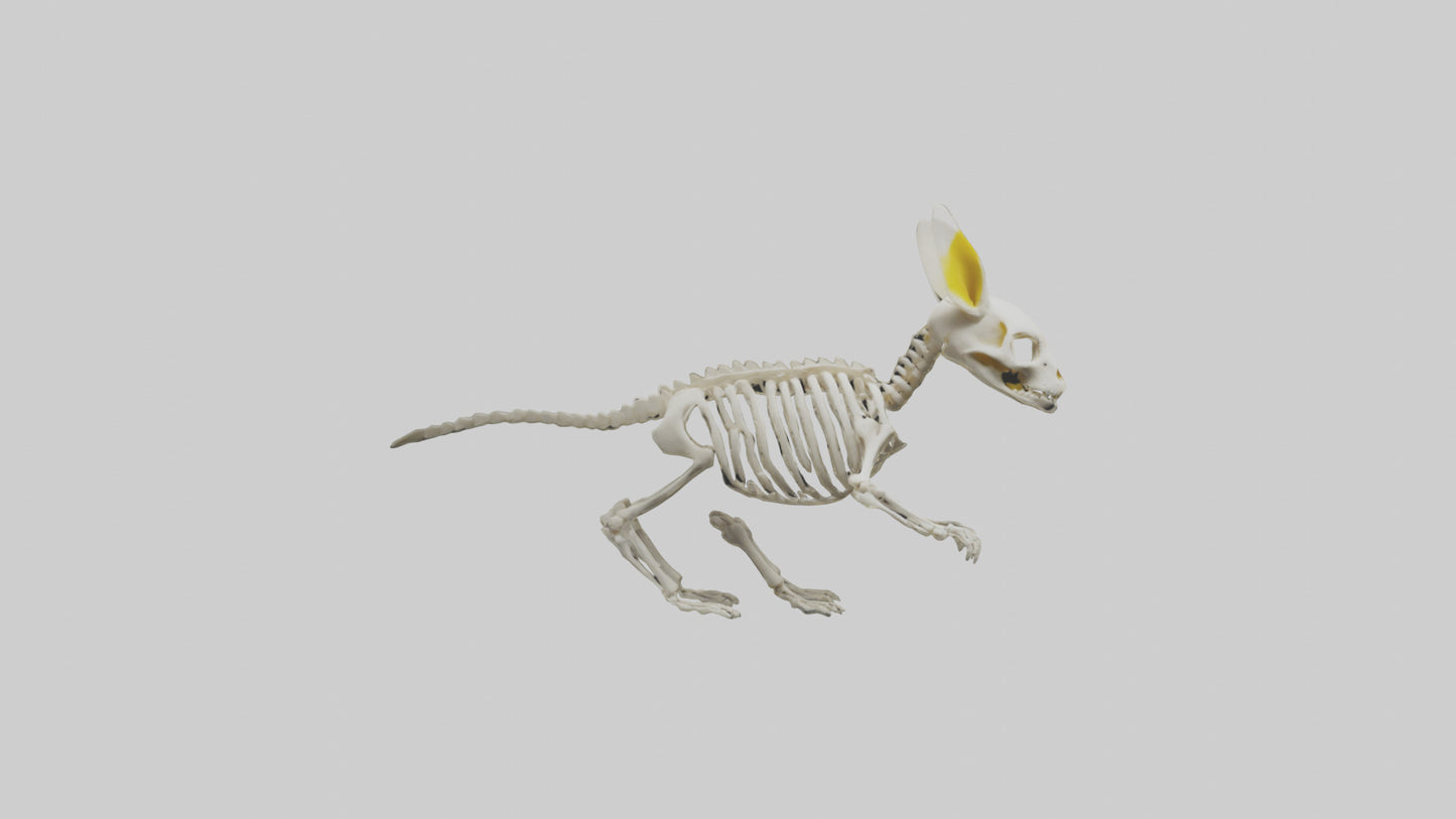3D model Pika Skeleton model VR / AR / low-poly