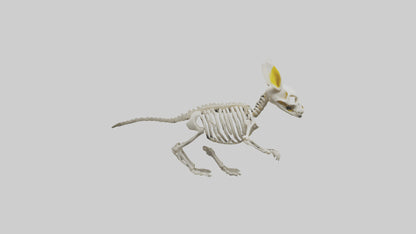 3D model Pika Skeleton model VR / AR / low-poly