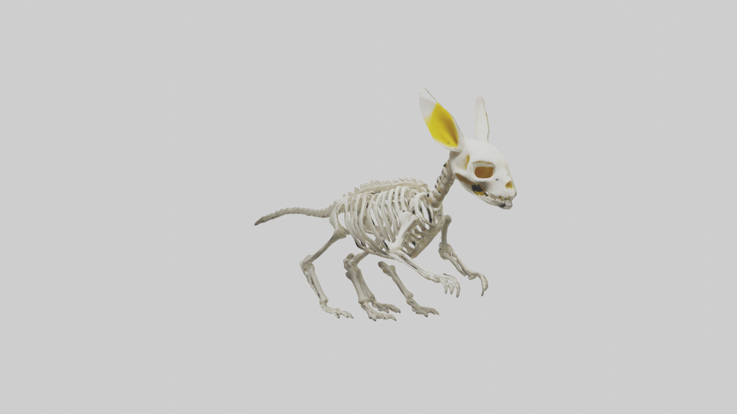 3D model Pika Skeleton model VR / AR / low-poly
