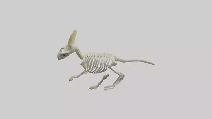 3D model Pika Skeleton model VR / AR / low-poly