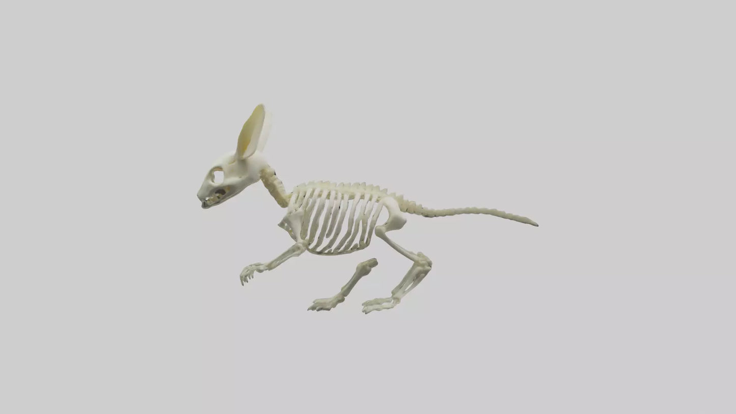3D model Pika Skeleton model VR / AR / low-poly