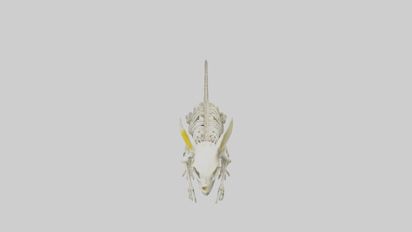 3D model Pika Skeleton model VR / AR / low-poly