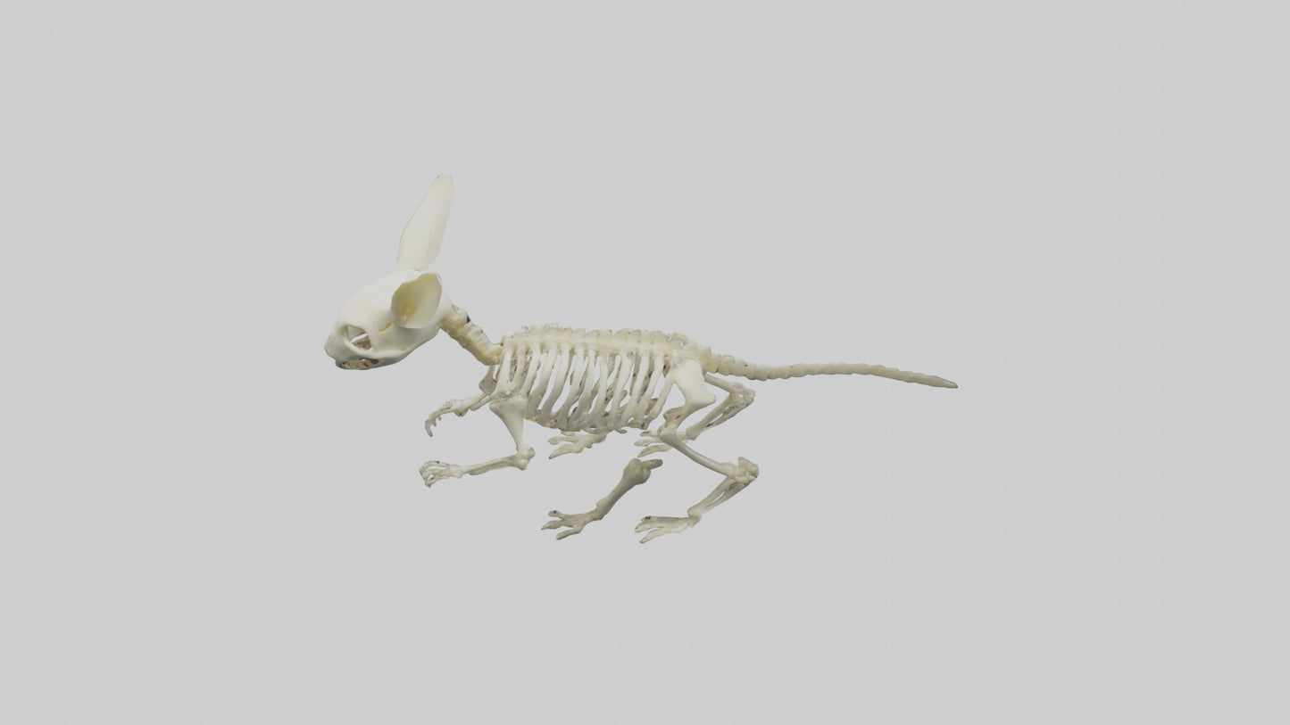3D model Pika Skeleton model VR / AR / low-poly