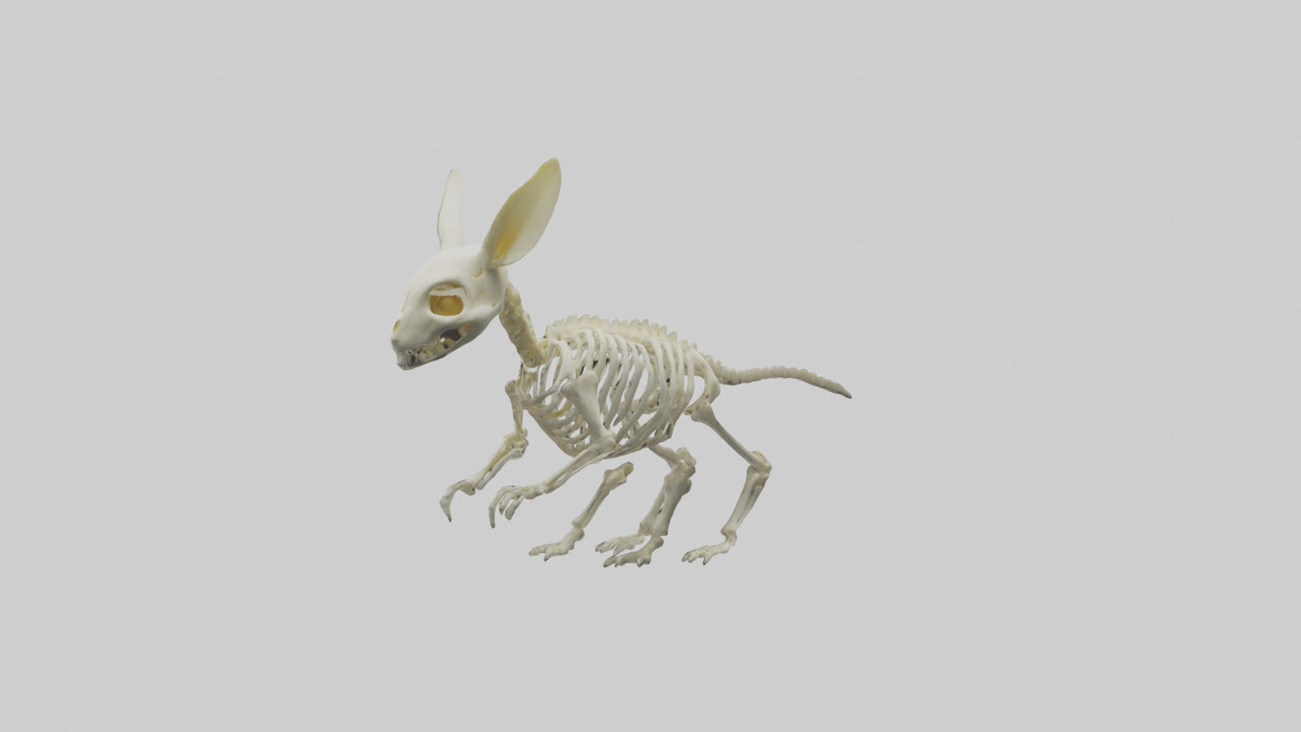 3D model Pika Skeleton model VR / AR / low-poly