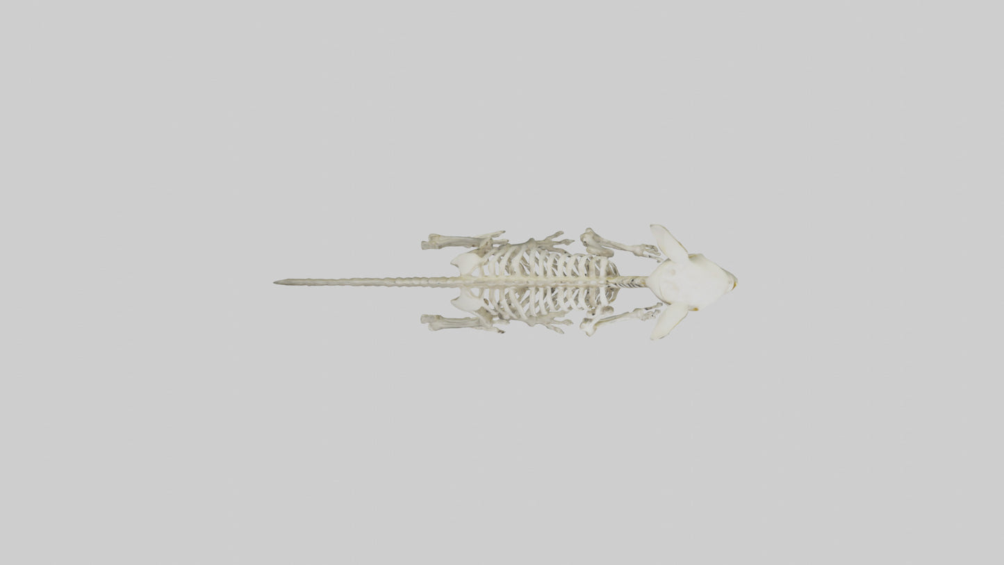 3D model Pika Skeleton model VR / AR / low-poly