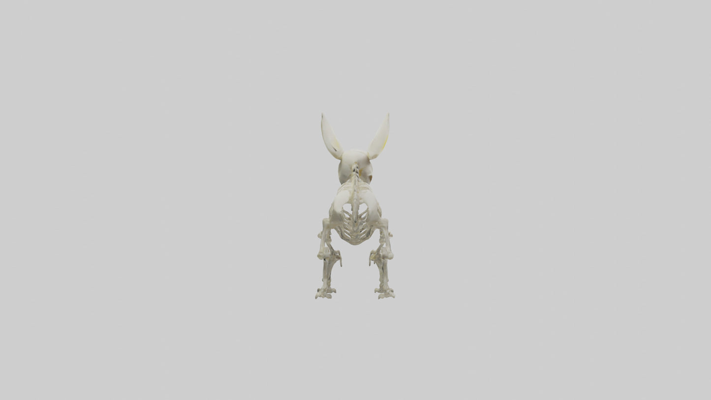 3D model Pika Skeleton model VR / AR / low-poly