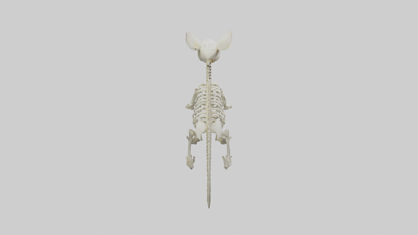3D model Pika Skeleton model VR / AR / low-poly