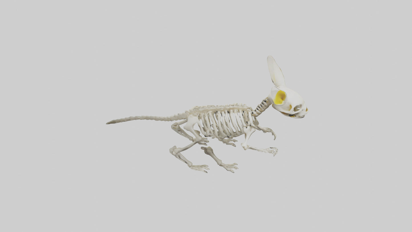 3D model Pika Skeleton model VR / AR / low-poly