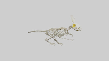 3D model Pika Skeleton model VR / AR / low-poly