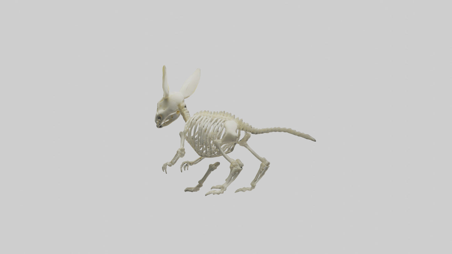 3D model Pika Skeleton model VR / AR / low-poly