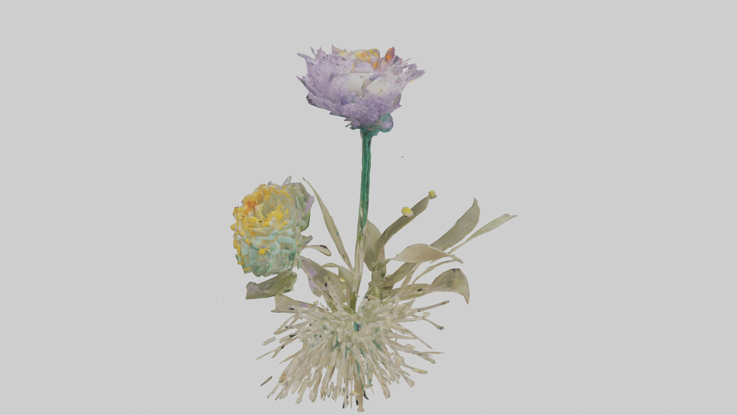 3D model Pincushion flower model VR / AR / low-poly