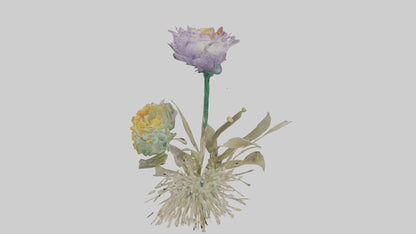 3D model Pincushion flower model VR / AR / low-poly