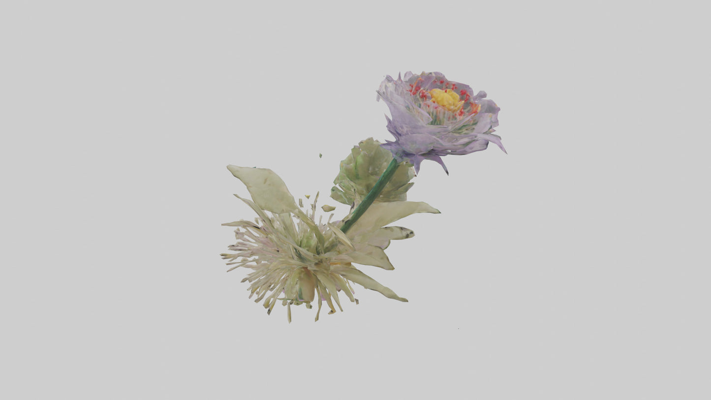 3D model Pincushion flower model VR / AR / low-poly
