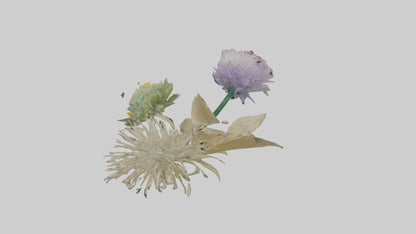 3D model Pincushion flower model VR / AR / low-poly
