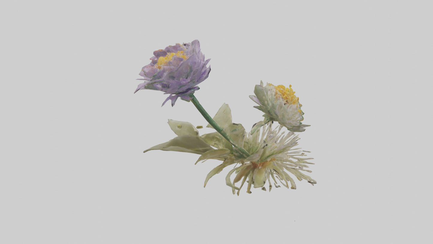 3D model Pincushion flower model VR / AR / low-poly