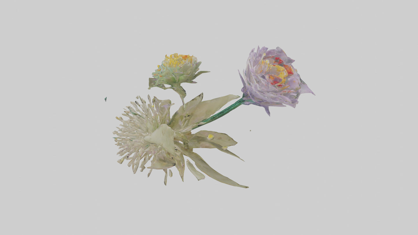 3D model Pincushion flower model VR / AR / low-poly