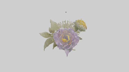 3D model Pincushion flower model VR / AR / low-poly