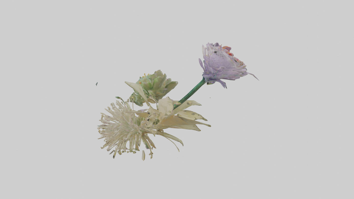 3D model Pincushion flower model VR / AR / low-poly