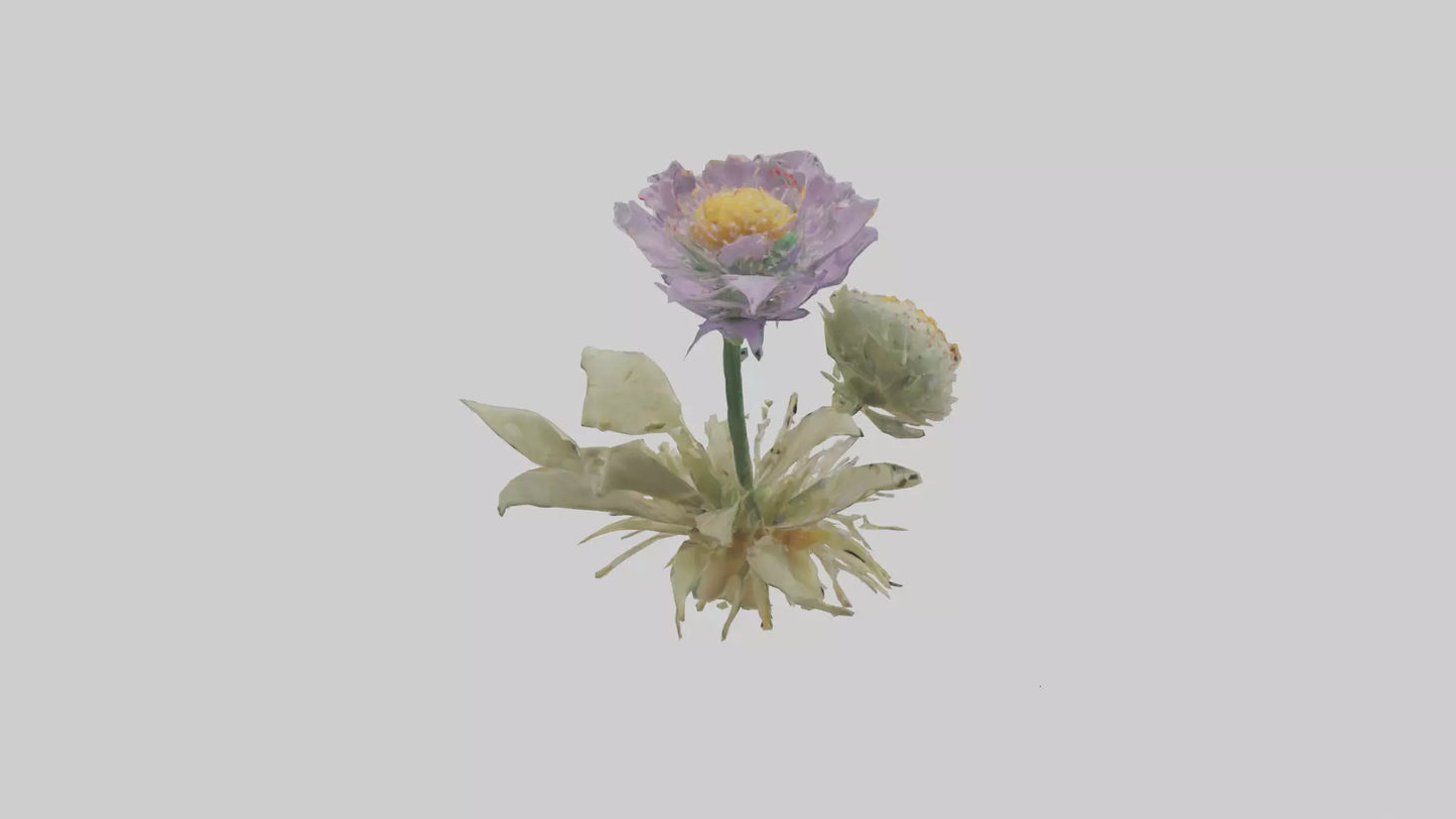 3D model Pincushion flower model VR / AR / low-poly