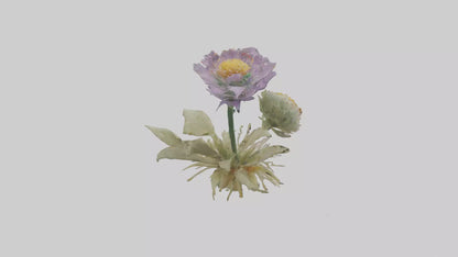 3D model Pincushion flower model VR / AR / low-poly