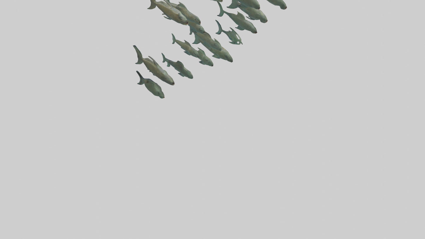 3D model Piranha swimming in group model VR / AR / low-poly