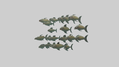 3D model Piranha swimming in group model VR / AR / low-poly