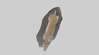 3D model Pit Bull Terrier statue model VR / AR / low-poly